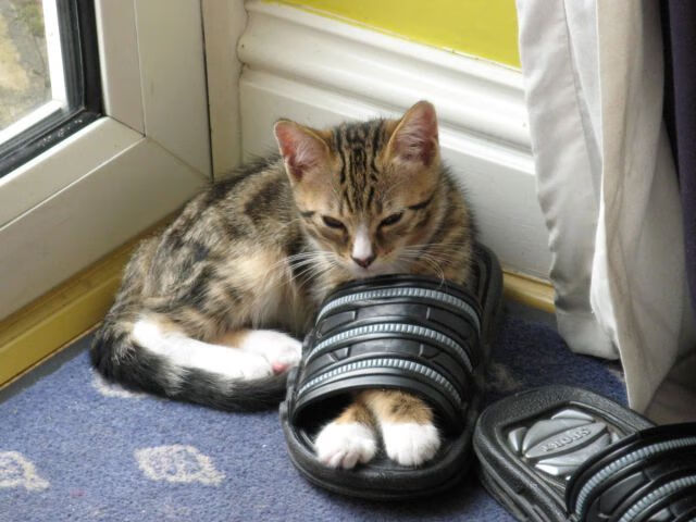 “英超争冠大战:悬念持续,冠军归属未定”,英超争冠2021