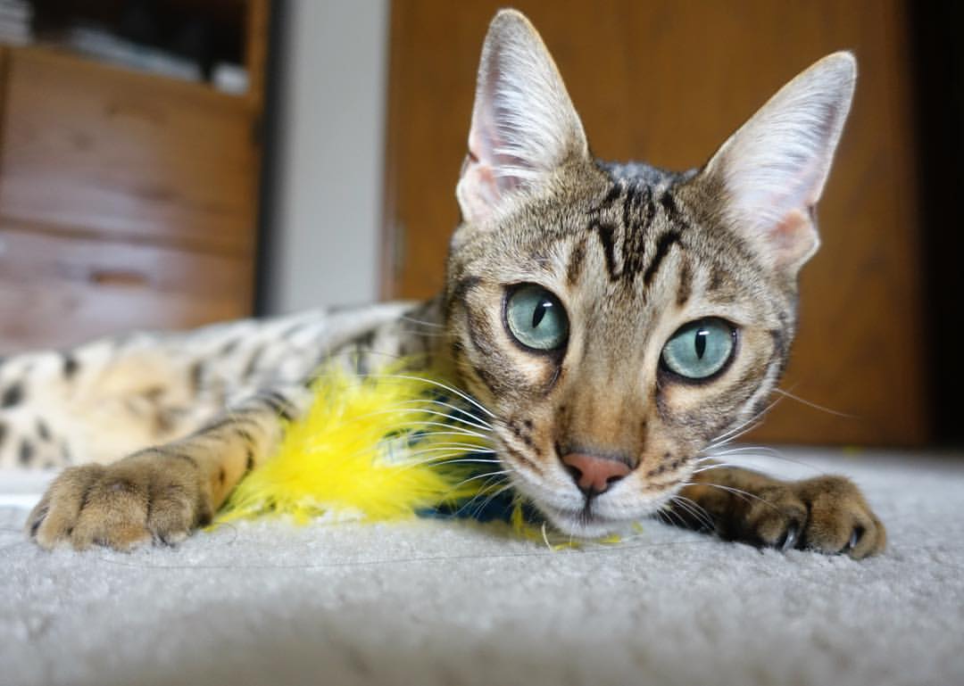 《2025英雄联盟全球总决赛,巅峰对决引爆全场》,2029英雄联盟全球总决赛