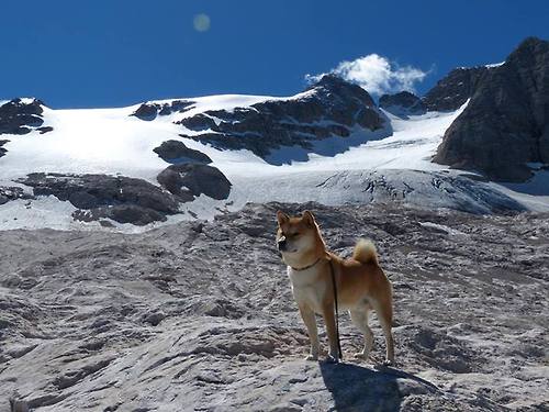 比利时举重选手在比赛中展现出顽强拼搏精神，比利时举重队