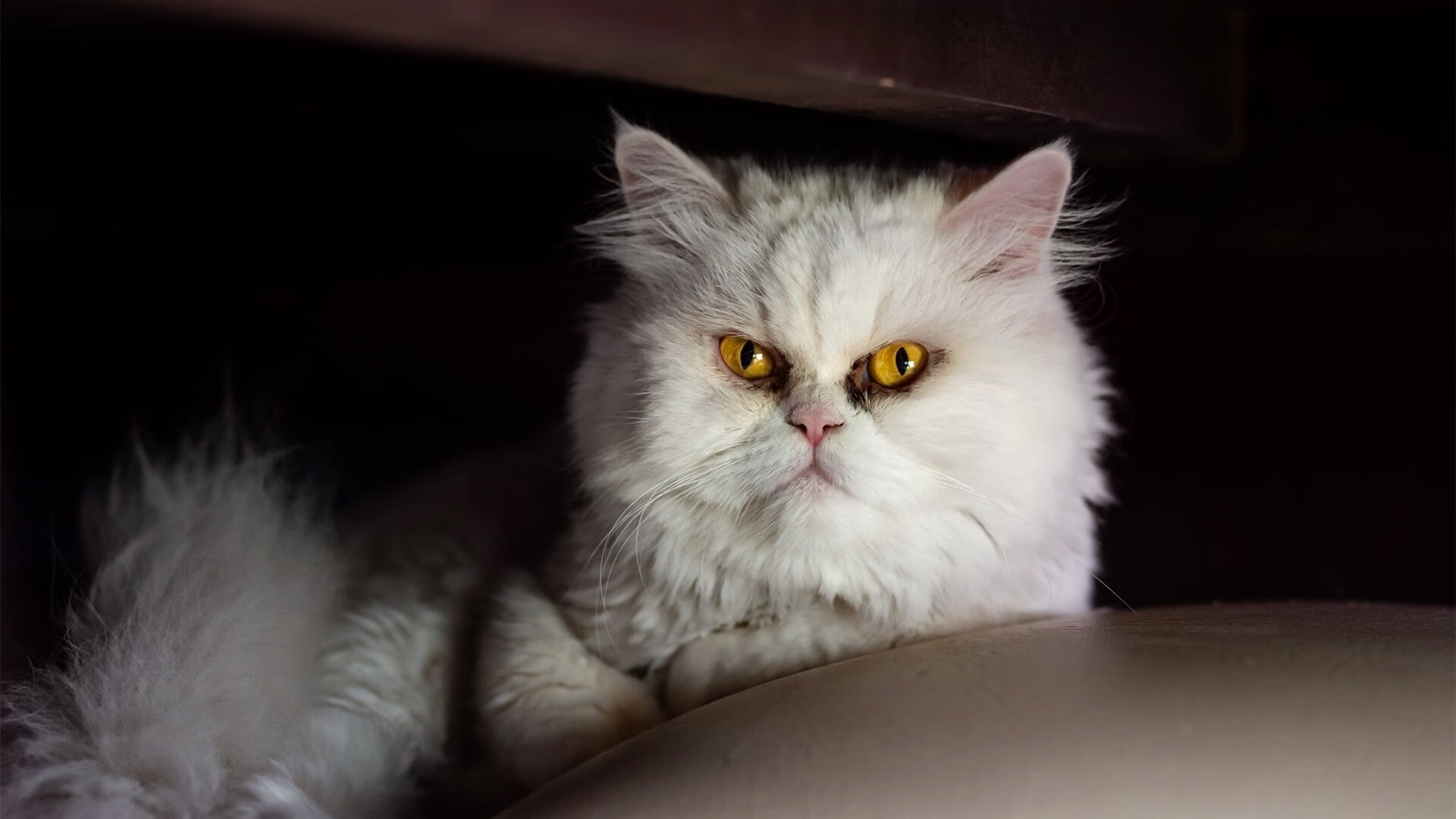 切尔西取得伯恩茅斯胜利,豪取三分,切尔西2_3伯恩利