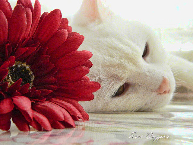 leyu乐鱼体育综合-南安普顿青训梯队出彩，圣玛丽球场盼重返英超，南安普顿 青训