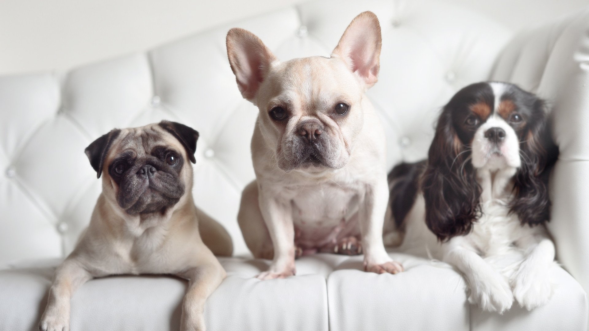 埃弗顿边路突破凌厉,古迪逊公园期待胜利,古迪逊公园球场扩建