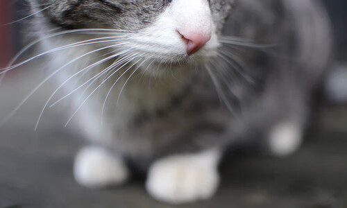 巴黎圣日耳曼客场-击败雷恩，内马尔破门，巴黎圣日耳曼vs雷恩预测