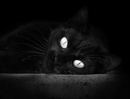 leyu乐鱼官网登录入口-庆祝冠军产生，球迷狂欢现场，球队获得冠军的祝贺词