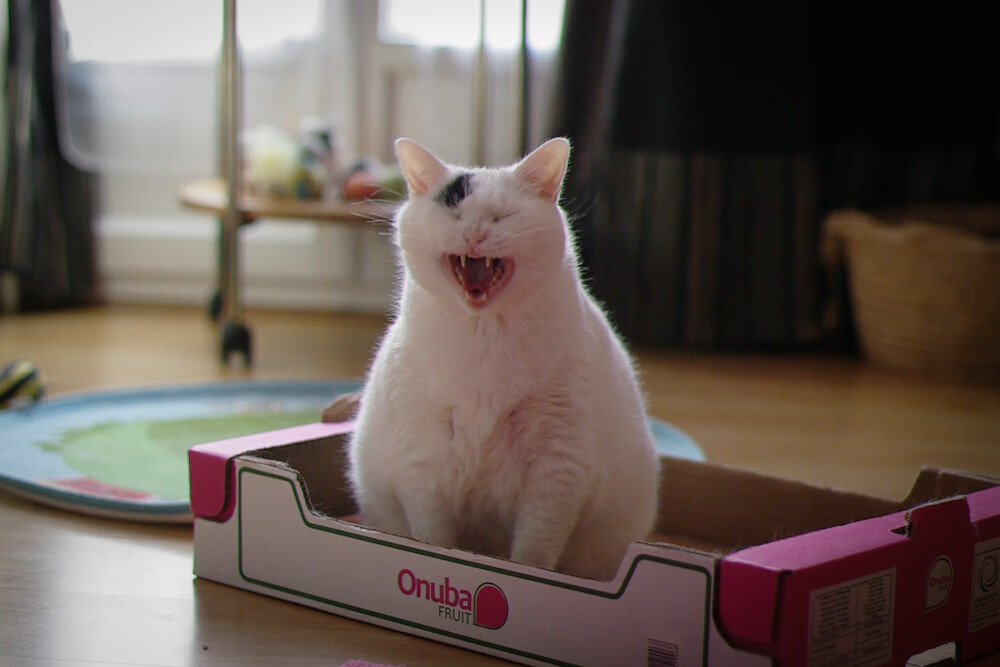 拜仁慕尼黑球迷组织举办庆祝活动,祝贺球队连胜,拜仁慕尼黑集体照