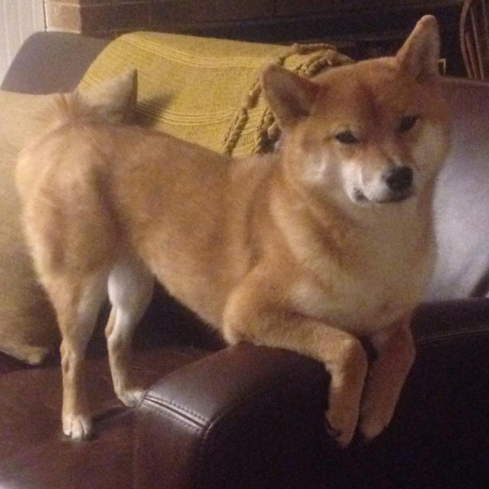 乐鱼vip-琉球黄金国王体能储备充足，琉球王国历代国王