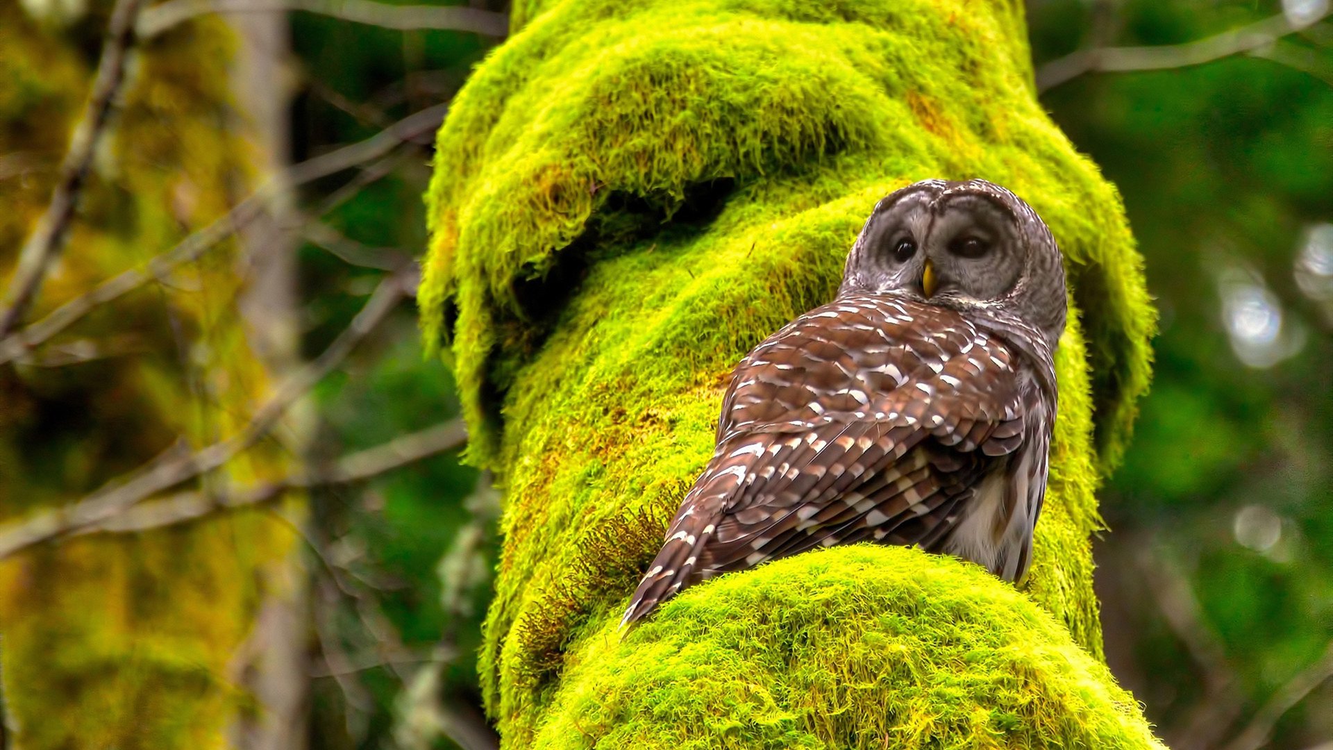 球队是否应设立球员自主训练时间机制,要求球员