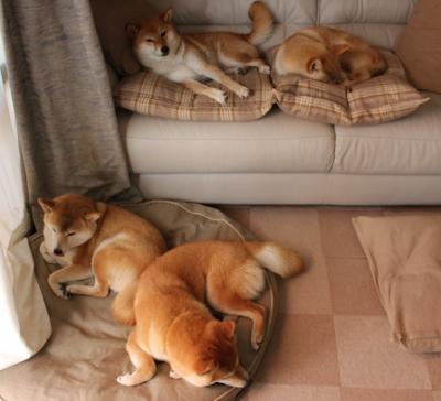 leyu乐鱼在线登录入口-球队医务保障是否配套职业联赛标准，球队队医是什么专业