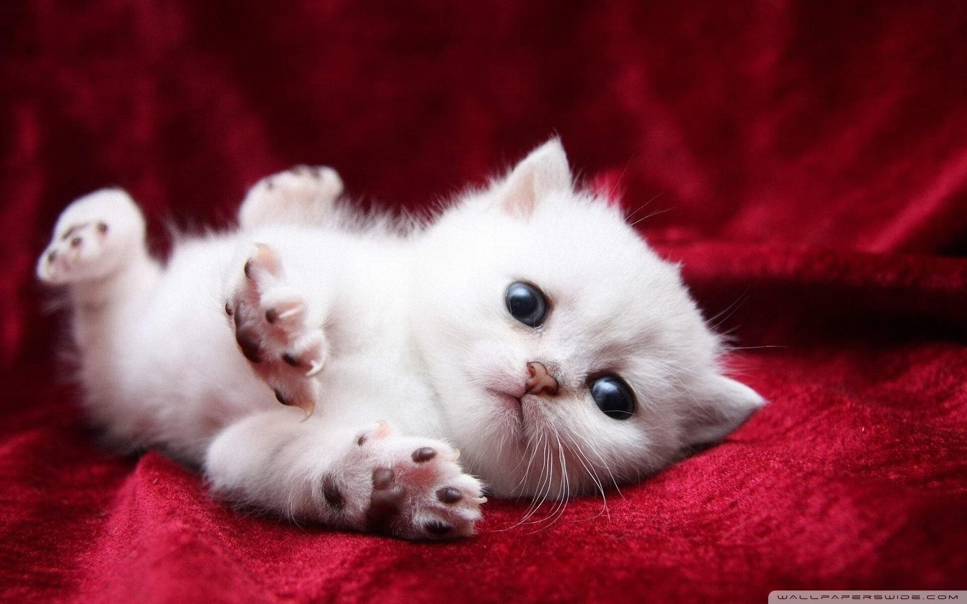 队伍实力强弱对比,比赛场面扣人心弦,队伍战力是什么意思