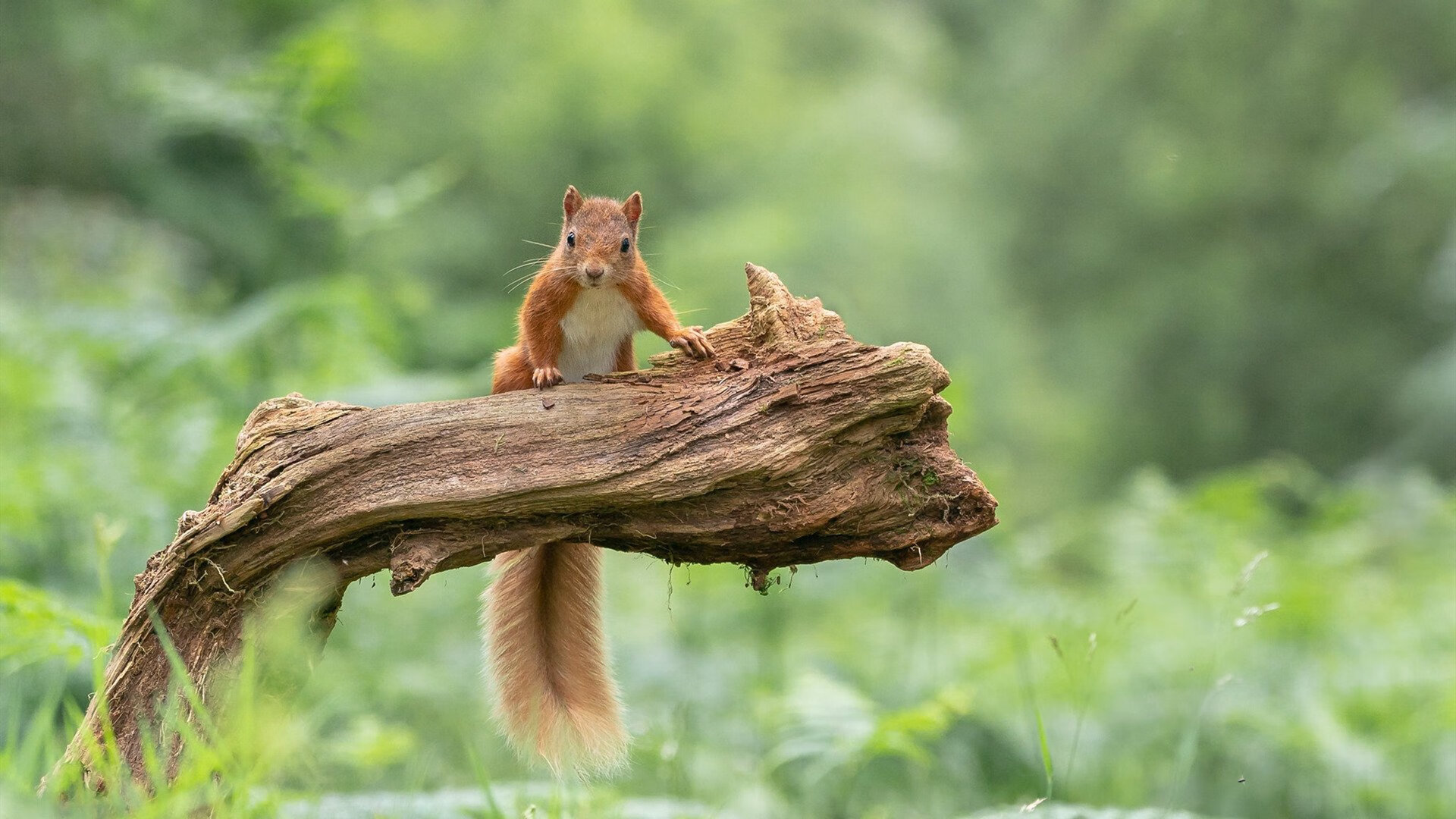LeyuSports-阿尔梅利亚主场胜利，赢得球迷欢心，阿尔梅里亚吧