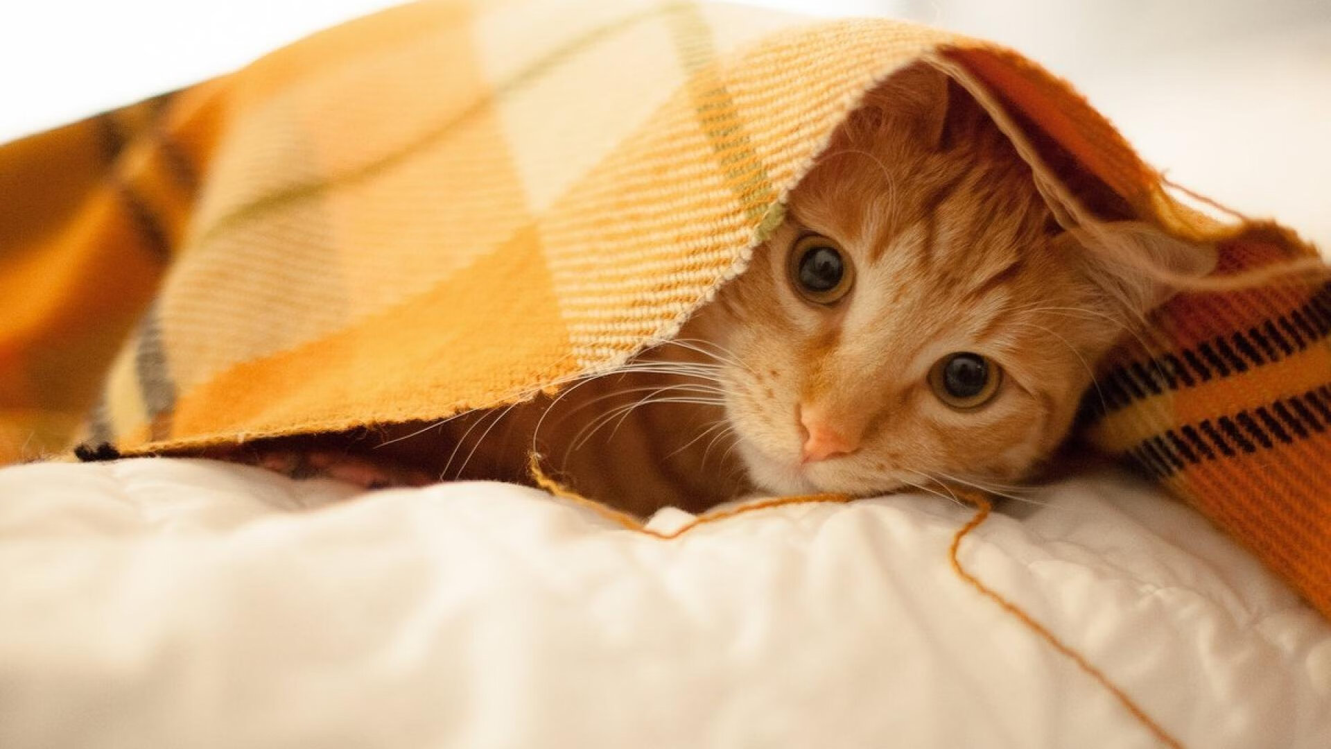 乐鱼电竞在线平台-韩国队派出张禹珍、申裕斌等主力选手，力图在本届亚运会上挑战中国队的统治地位。