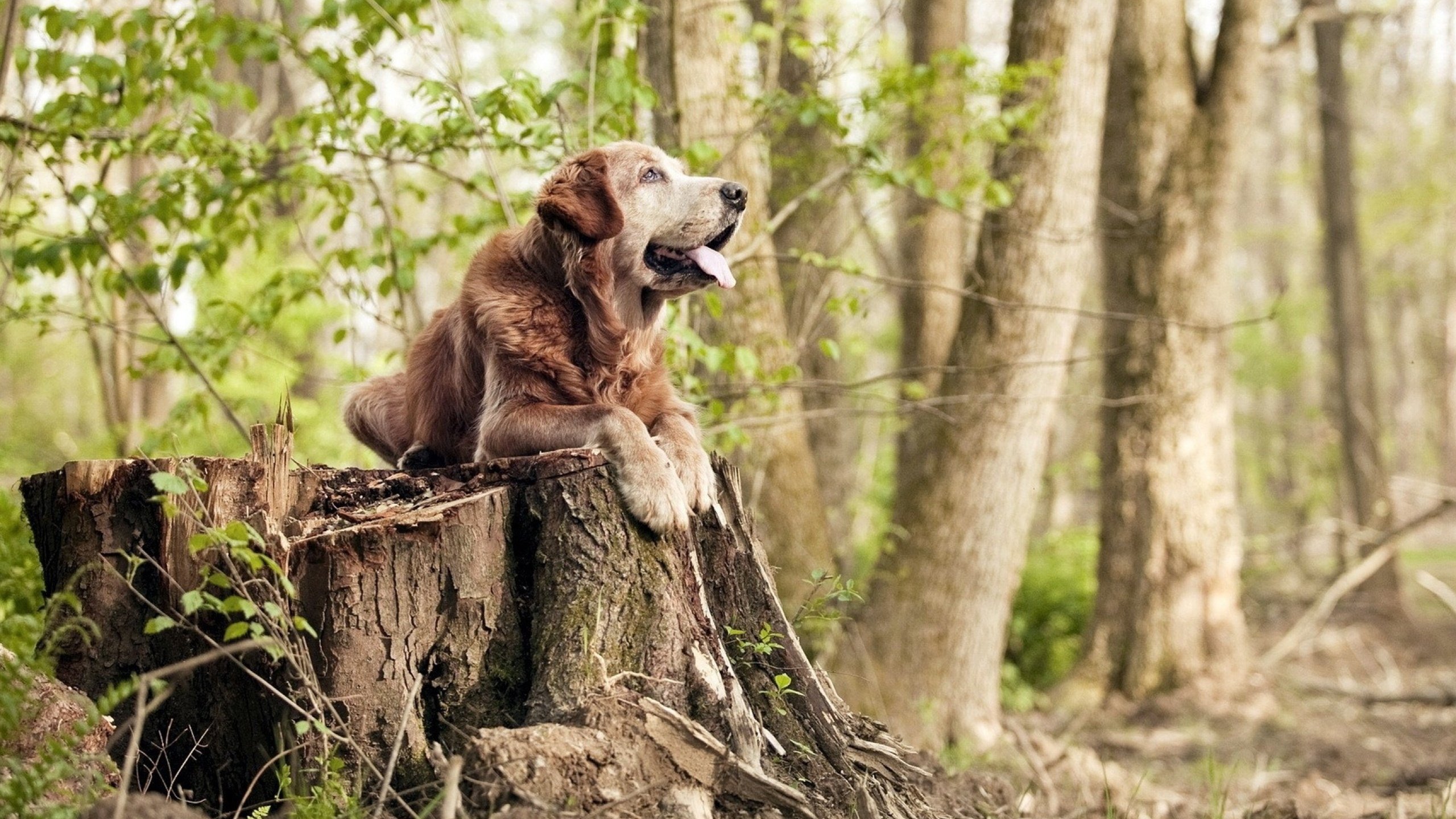 NBA赛季投篮命中率数据统计，nba球员投篮命中率平均