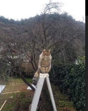 中国足球战术板块组合趋势研究，国足技战术分析