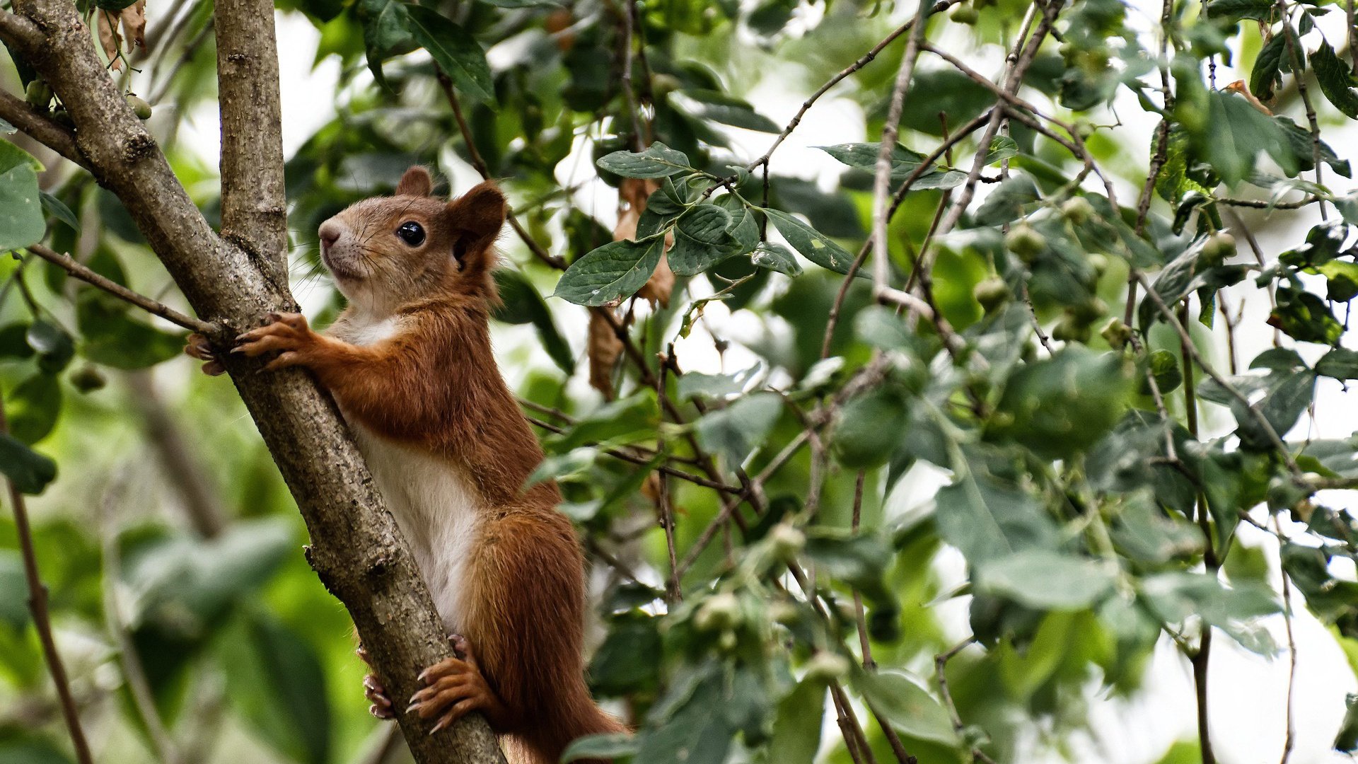 篮球运动员心理应激反应及缓解方法研究,篮球运动员的心理特点