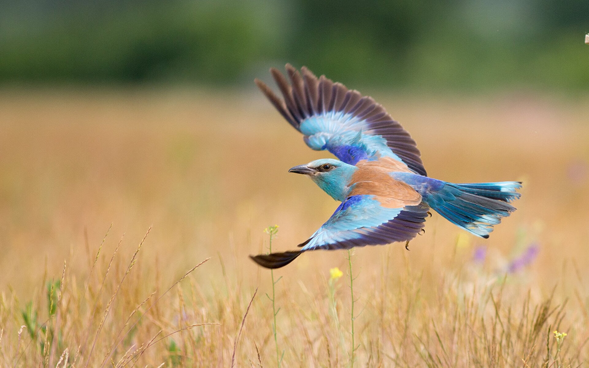 leyu乐鱼体育综合-五大联赛新人是否比老将更适应高节奏轮换，五大联赛强度