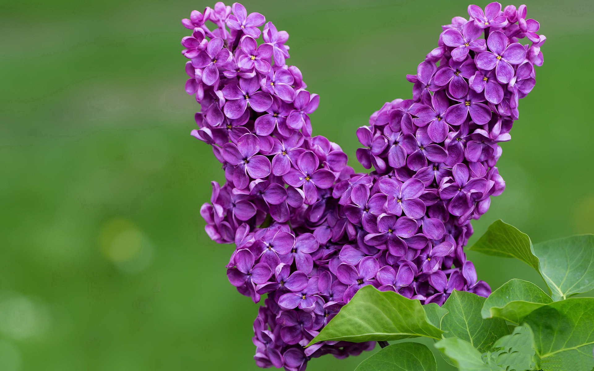 乐鱼（LEYU）体育-波兰队在国际乒联混合团体世界杯中的表现与赛制适应，波兰乒乓球超级联赛