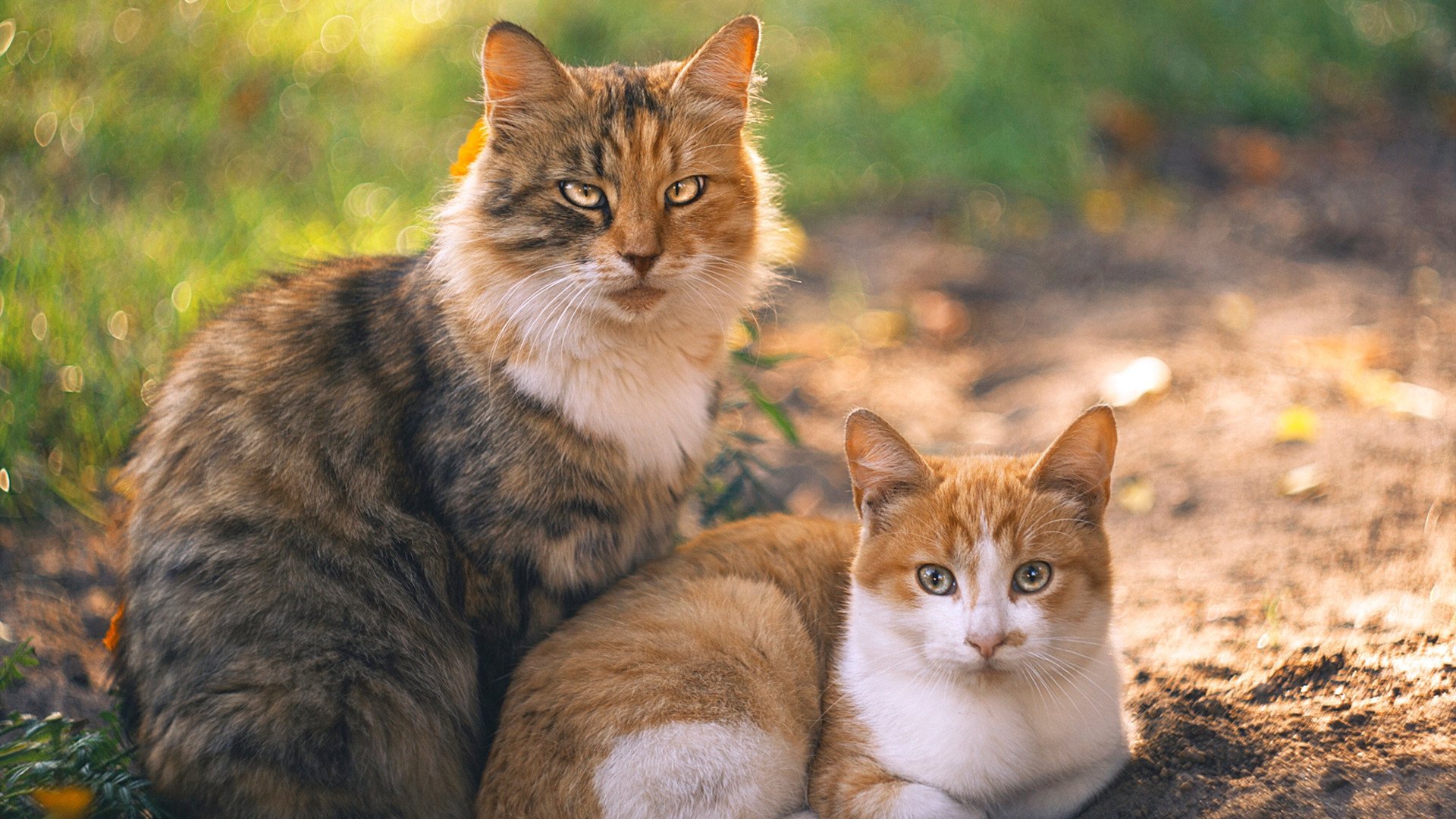 leyu乐鱼体育综合-乌干达女篮在非洲锦标赛中突飞猛进，迎向新天际线，非洲乌干达来