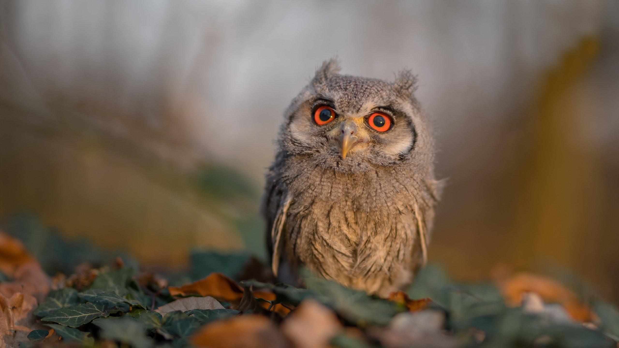 乐鱼体育平台官网-少年篮球精英赛开打为中国篮球挖掘未来新希望，少年篮球锦标赛