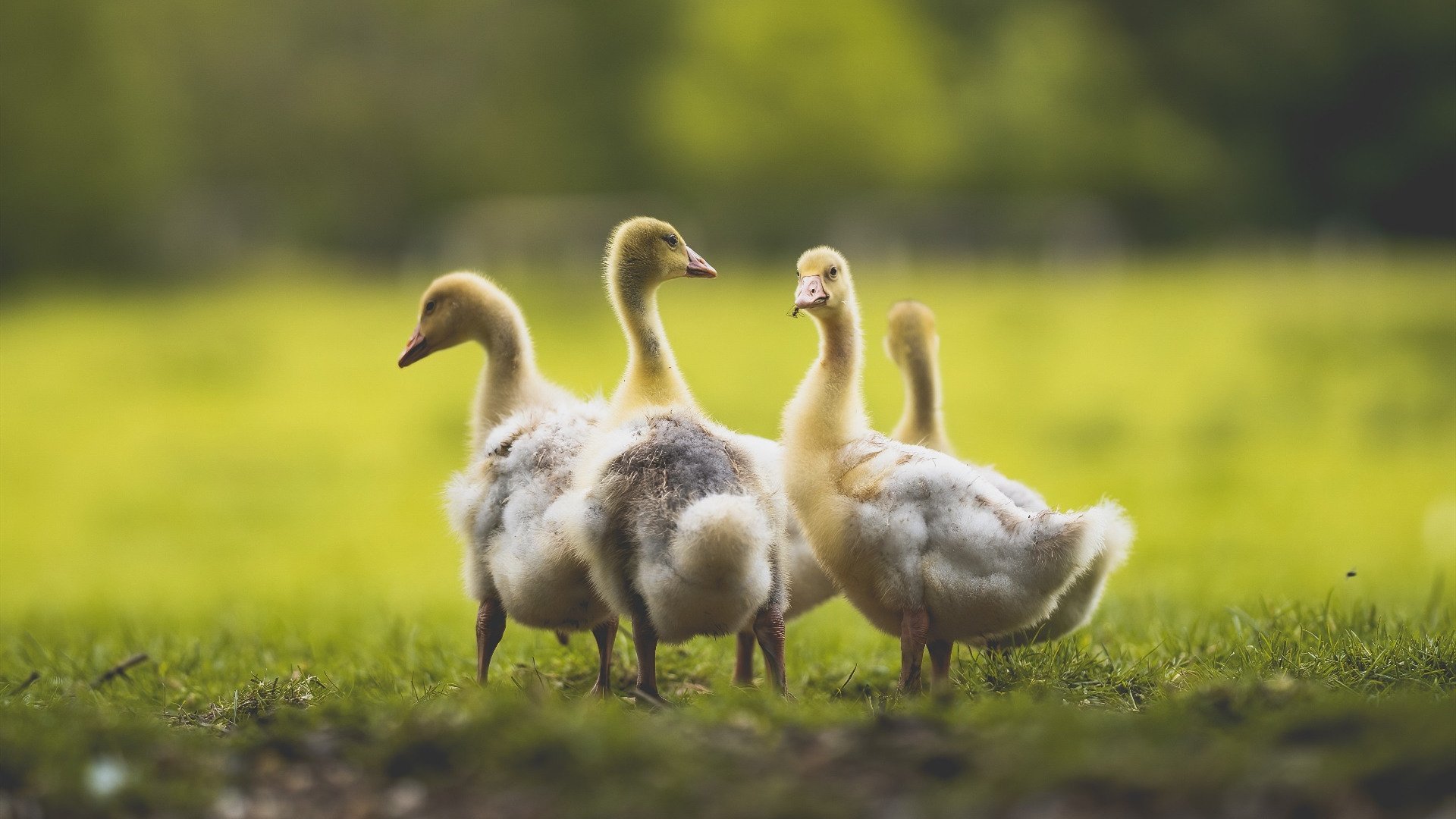 德甲快攻不停：瞬间突破，震撼全场！，德甲高胜率初盘组合