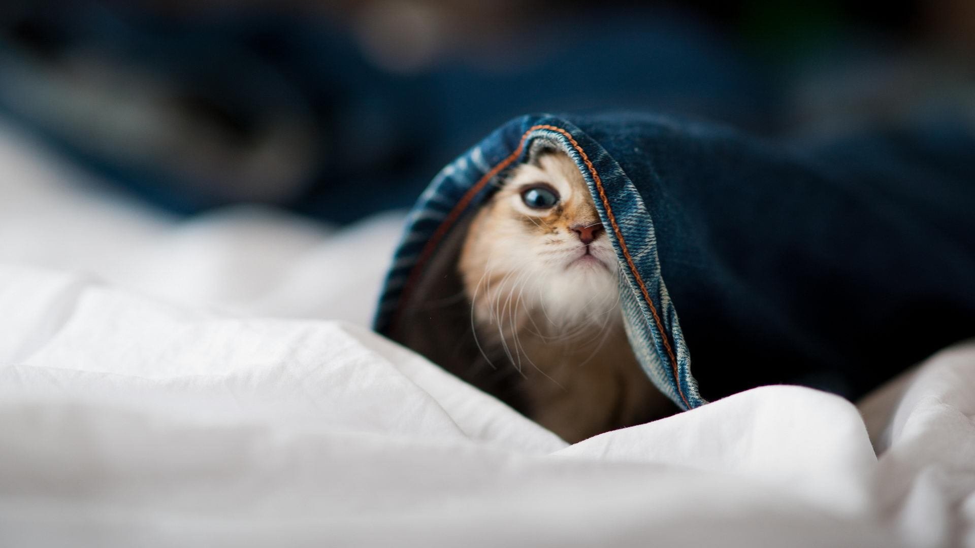 乐鱼体育平台官网-新秀表现抢眼，教练寄予厚望进入主力轮换，omg新教练