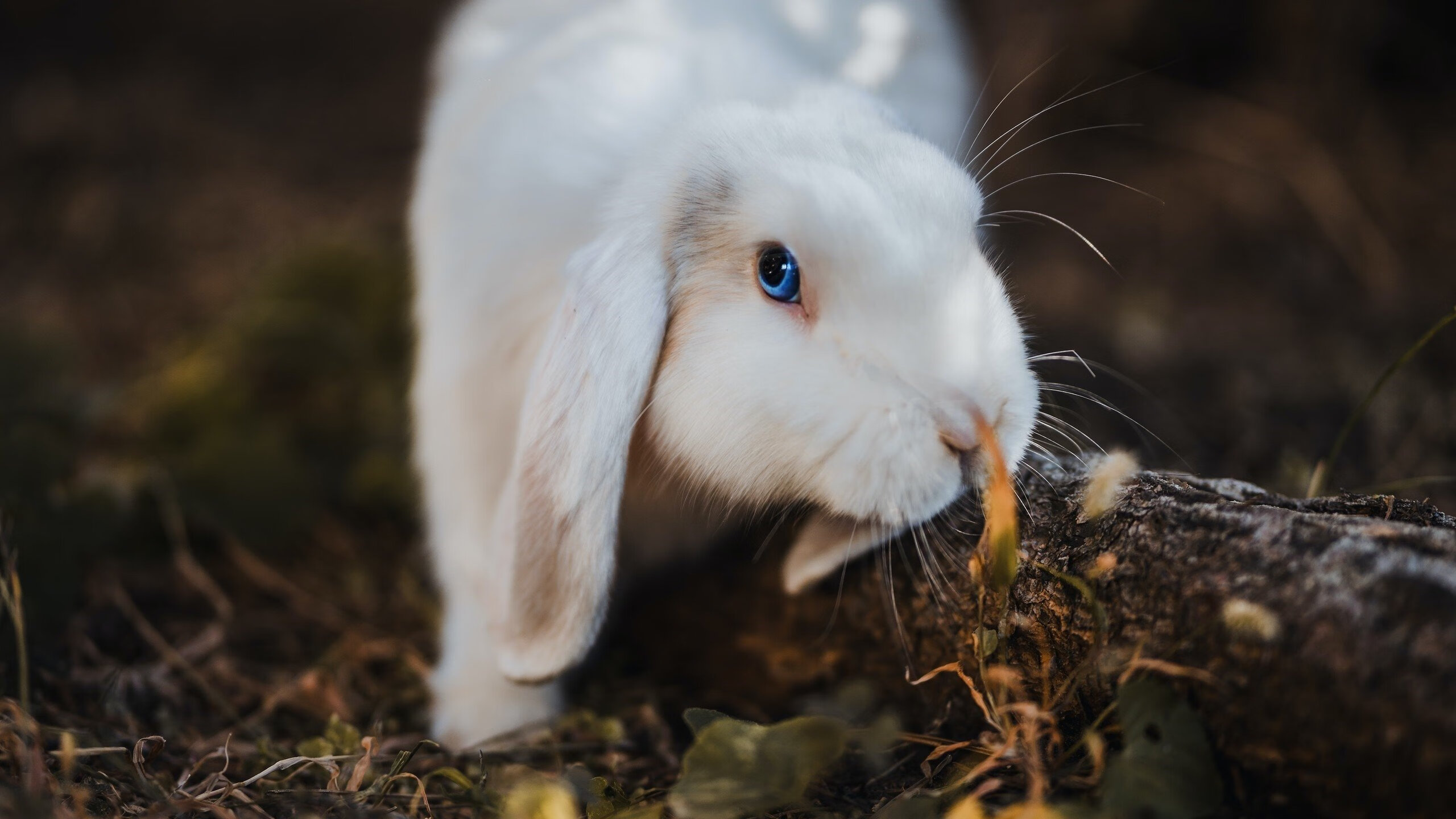 法甲比赛的高清转播体系，法甲比赛的高清转播体系是什么