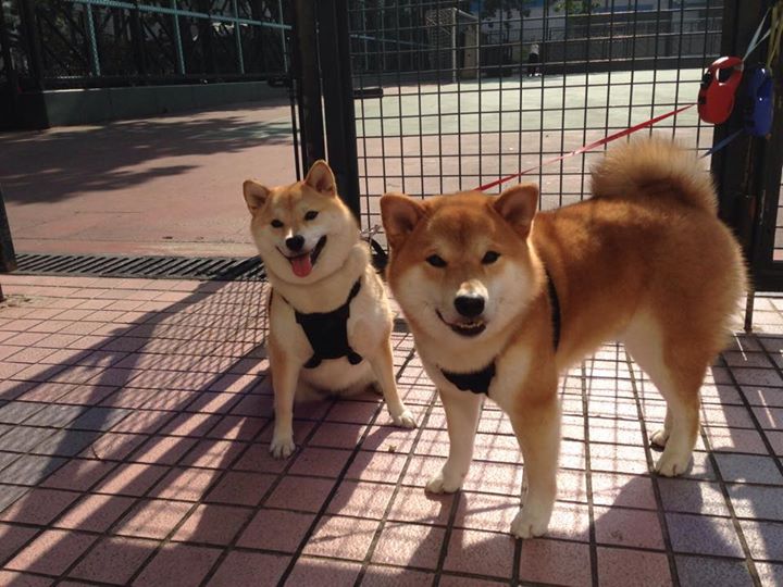 Leyu Sport登录入口-马克·阿特金森：无懈可击的突破能力助力南非队攻陷对手防线，阿特金森和麦克里兰